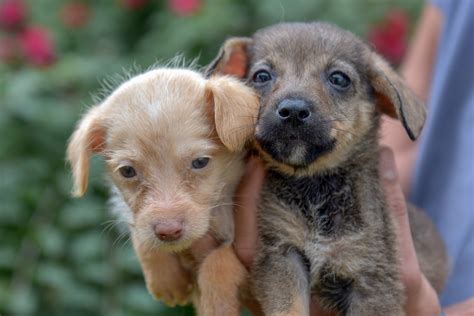 perros en adopción.